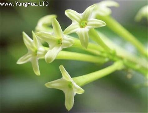 夜來香不開花|夜來香幾月開花，夜來香花期能開多久 (四個月)